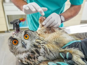 Um veterinário examina uma coruja-real, que perdeu a capacidade de voar devido a ferimentos de bala, depois que suas asas foram amputadas por veterinários e cirurgiões especializados no Centro de Resgate e Reabilitação de Animais Selvagens Dicle, que abriga quase 70 espécies diferentes de aves, em Diyarbakir , Peru
