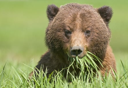 A grizzly bear – a subspecies of brown bear.