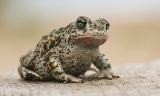 Natterjack toads are another species in danger of being lost. Photograph: Sandra Standbridge/Getty Images