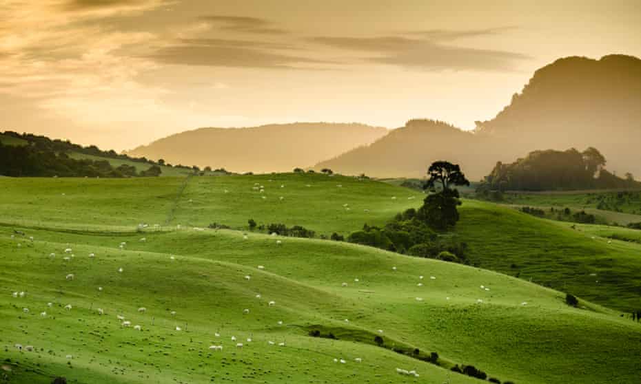 Sheep pastures in the South Island of New Zealand