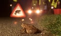 Volunteers help a toad cross the road