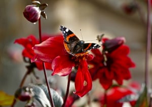 A red admiral butterfly rests on a flower in the sunshine at Badbury Rings, Dorset, UK.