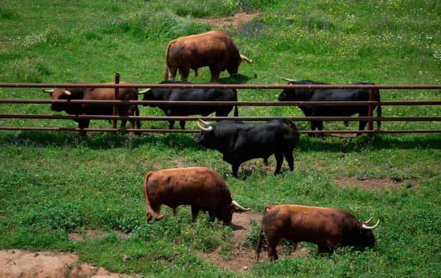Bulls on a Spanish farm.