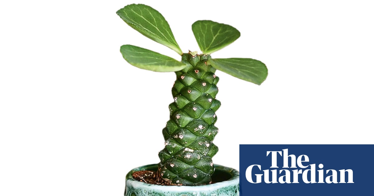 Houseplant clinic: will my euphorbia ever sprout again?