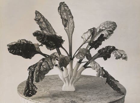 Chard leaves in a vase arrangement by Constance Spry, c1935.