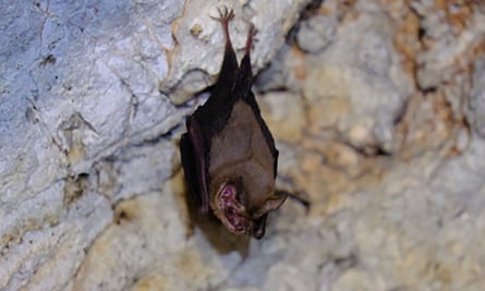 A bumblebee bat hanging upside down on a rock wall
