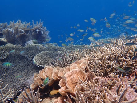 A healthy coral reef in Sulawesi, Indonesia.