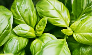 ‘When you buy a pot of basil, you’re not buying one plant but a clump of more than 20 seedlings.’