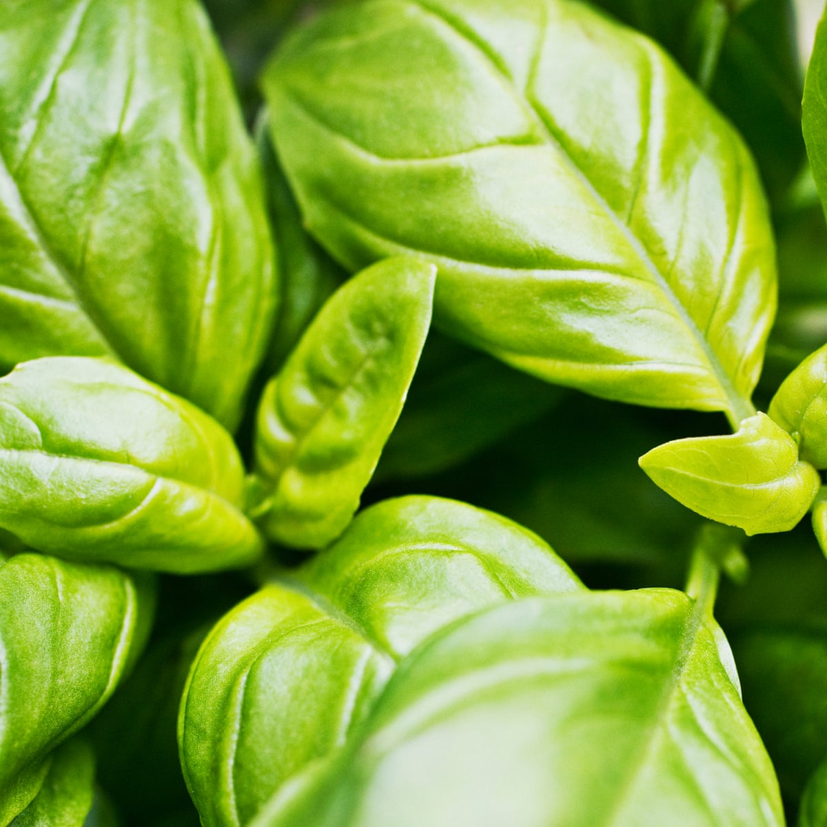 How To Keep Supermarket Basil Alive | Gardening Advice | The Guardian