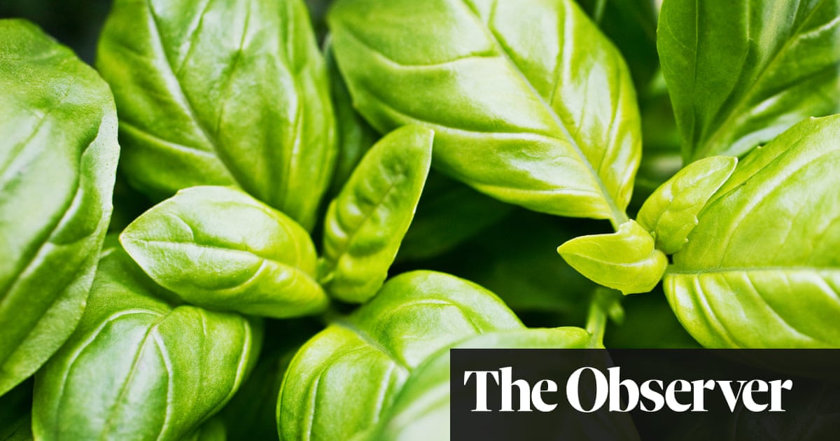 Gardens how to keep basil alive James Wong Life and