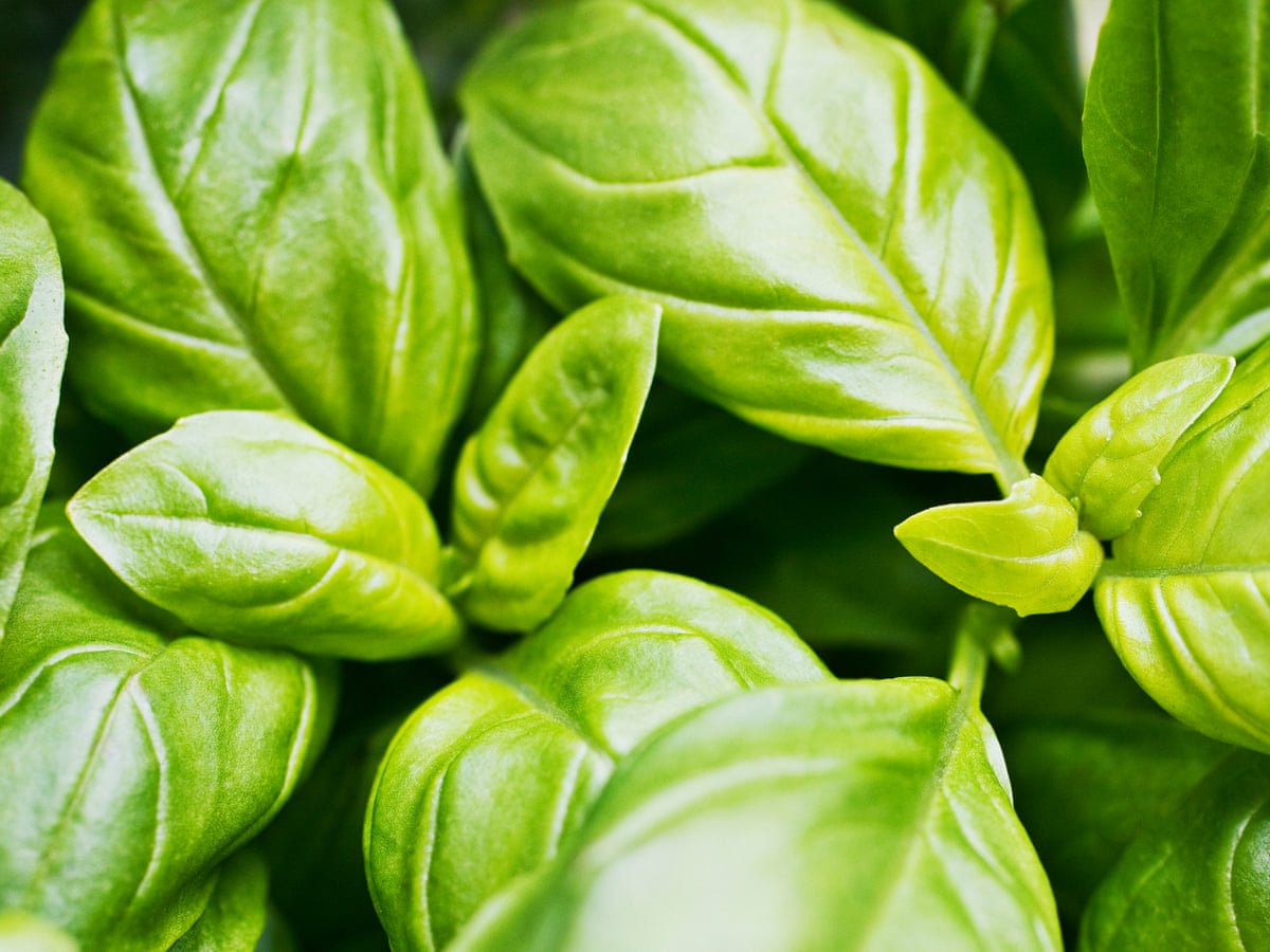 How To Keep Supermarket Basil Alive James Wong Life And Style