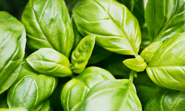 How To Keep Supermarket Basil Alive James Wong Life And Style The Guardian,Best Portable Infrared Grill