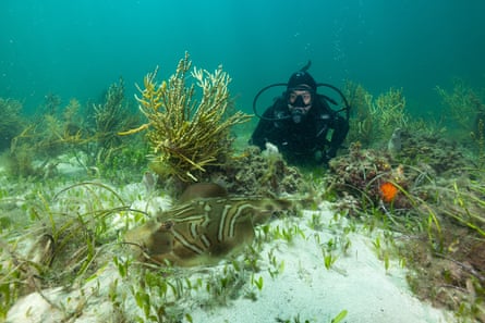 Diver with a southern fiddler ray.