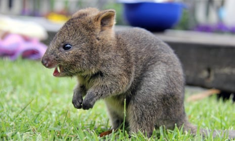 Supplied image obtained Friday, Nov. 28, 2014 of a six month old Quokka, which is the youngest of three joeys born this year as part of the breeding program at Taronga Zoo, Sydney. (AAP Image/Taronga Zoo) NO ARCHIVING, EDITORIAL USE ONLY