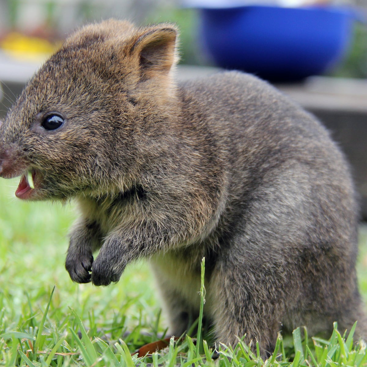 Quokka Escapes Rottnest Island On Garbage Barge Sparking Fears For Survival Animals The Guardian