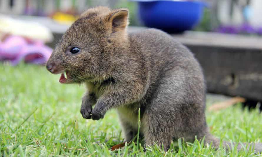 A six month old Quokka ... cute, but tricky for a machine to remember.
