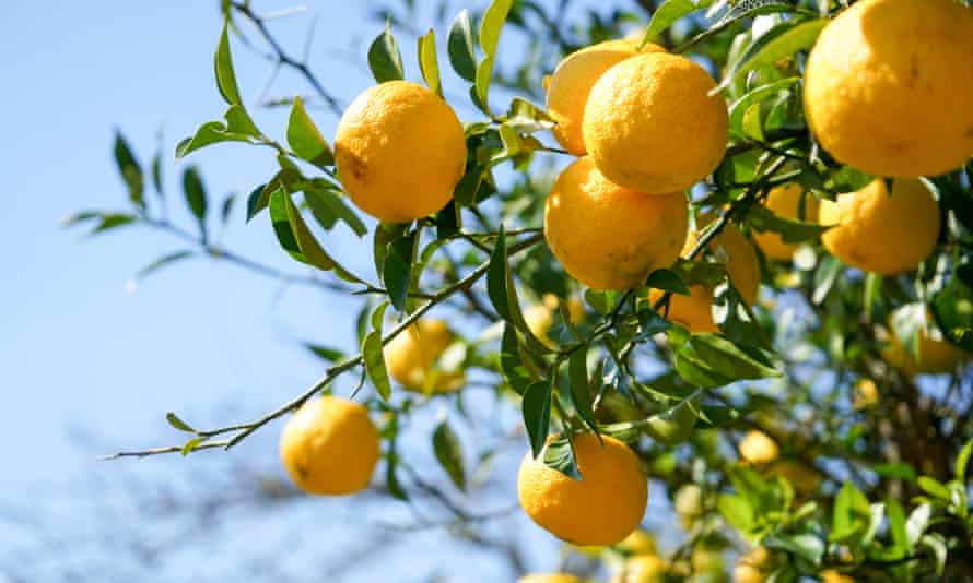 2021’s ingredient of the yr: 19 Australian meals lovers share their favourites | Australian food and drinks 84 Yuzu on tree