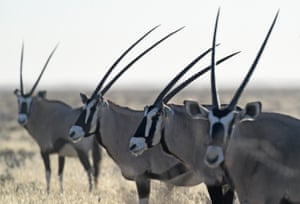 Parque Nacional Etosha, NamíbiaGemsboks são retratados no Parque Nacional Etosha