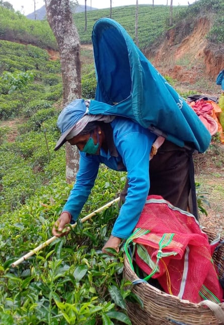 A tea plantation workers in Sri Lanka