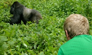 Johnny Ward and a mountain gorilla.