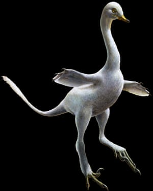 Reconstruction of Halszkaraptor escuilliei. This small dinosaur was a close relative of velociraptor, but in body shape and inferred lifestyle it resembles modern birds such as swans.
