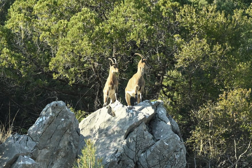 Wild goats