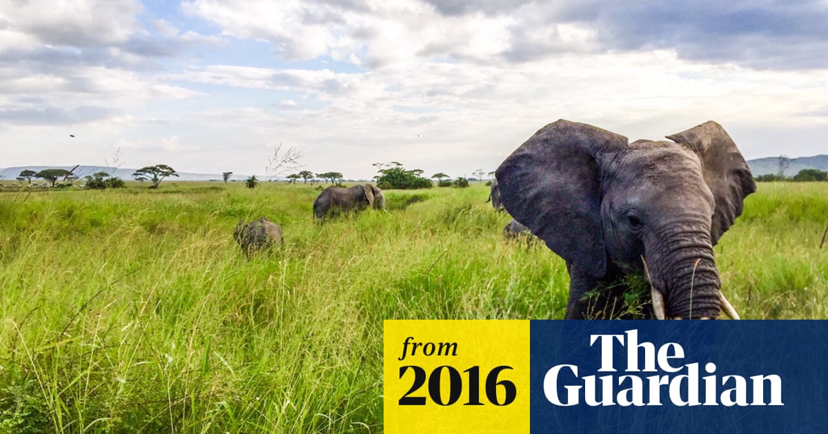African elephant numbers plummet during 'worst decline in 25 years