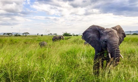 Elephant losses have been attributed to poaching, but African nations are at odds over how best to protect the animals. 
