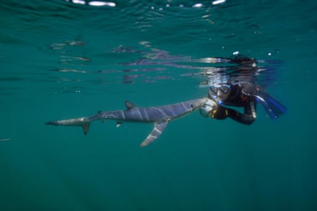A diver with a blue shark off Penzance, Cornwall, in 2015