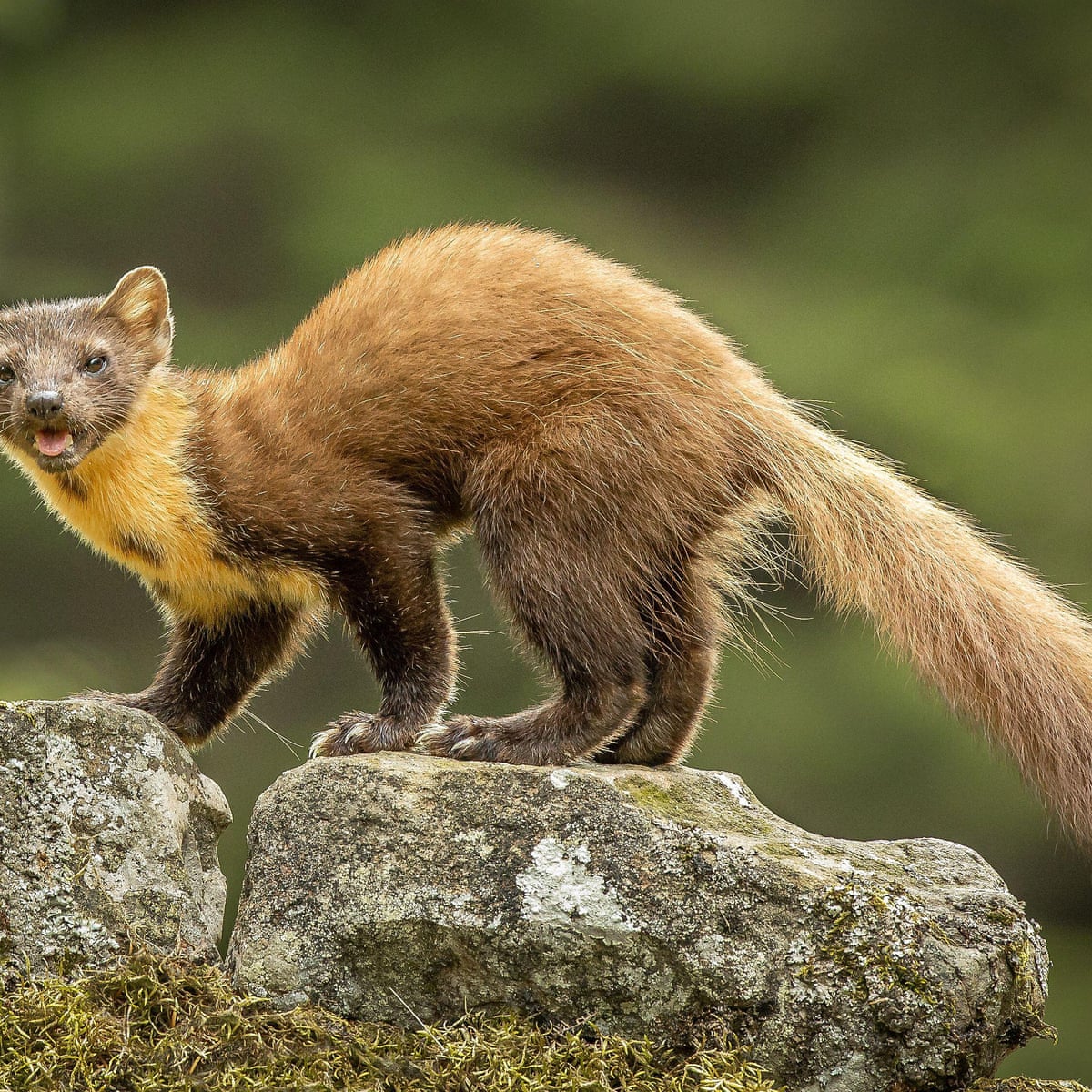 Horned Marten Animal Horned Marten Animal