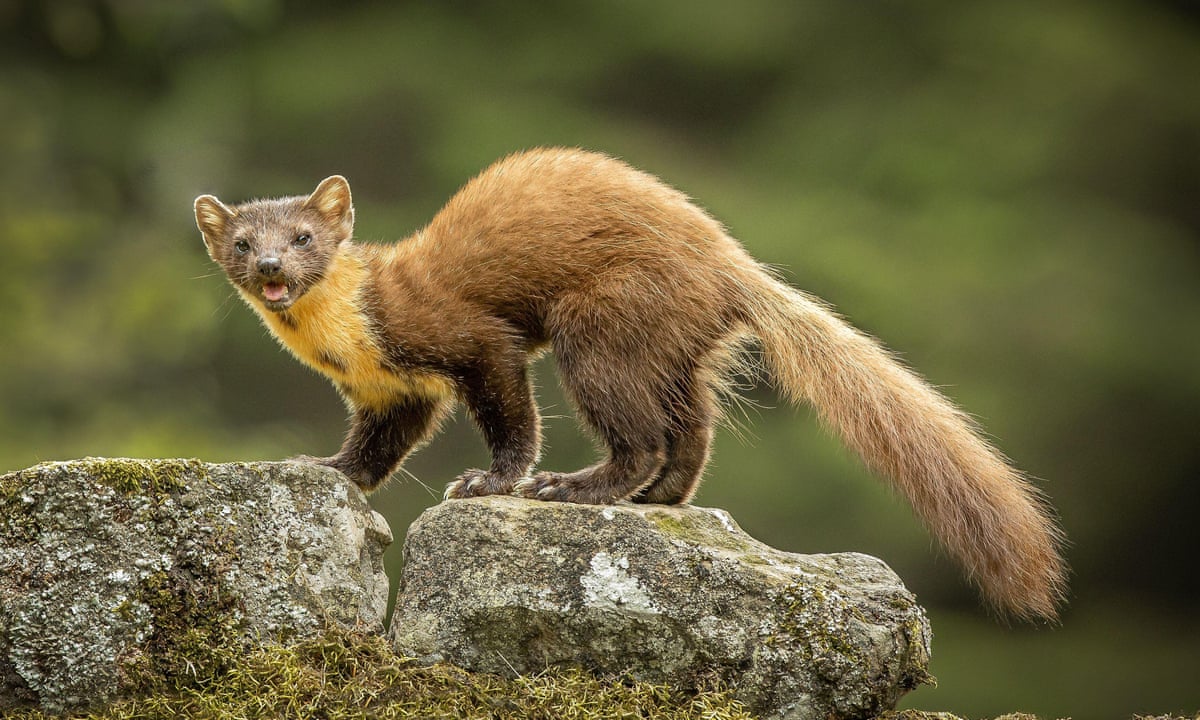 Country diary 1922: the thrill of spotting a pine marten | Wildlife | The  Guardian