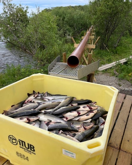 About 50 pink salmon lie in a yellow box positioned at the end of a long pipe.
