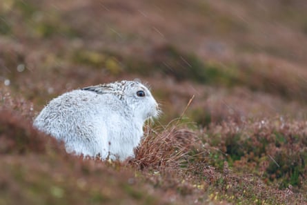 White mountain hare sitting on snow in the cairngorms of Scotland.