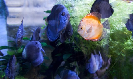 A bright orange cichlid fish among darker coloured fish