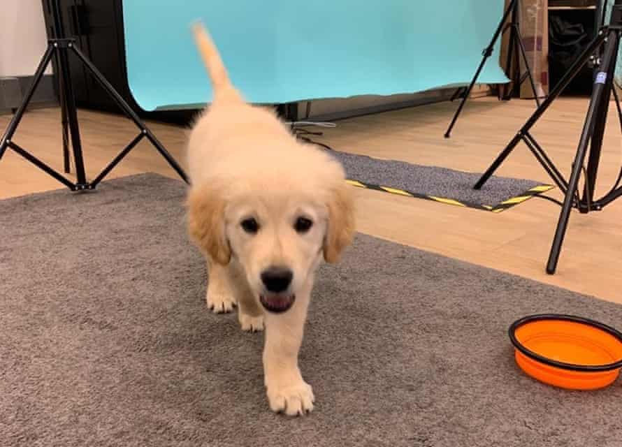 Rufus in the office with a water bowl