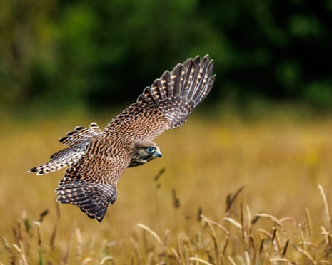 What is a Birdwatching Hobby? Discover the Joys of Birding