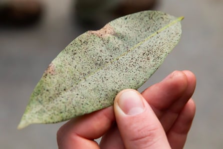 Closeup of small black marks on a leaf