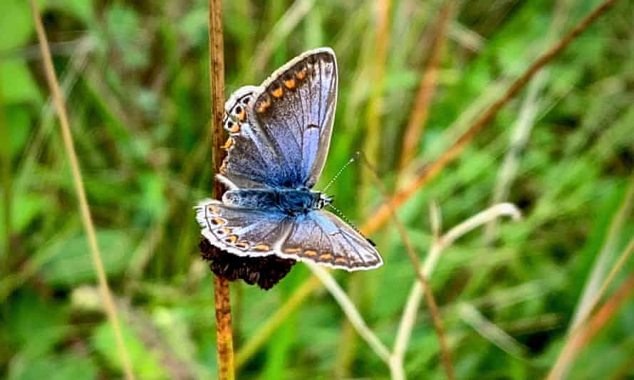 Silver-studded Blue