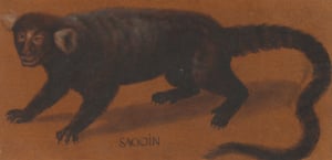 Gessner received this drawing of a sagoin monkey (or tamarin) from the Antwerp apothecary and botanical collector Peeter van Coudenberghe in the late 1550s
