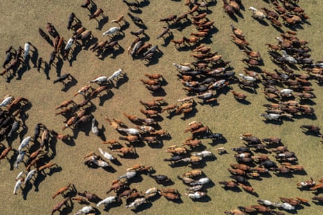 Aerial view of herders driving a band of wild horses into a temporary corral