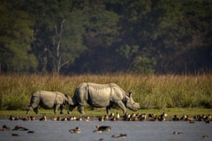 A one-horned rhinoceros mother and calf graze at the Pobitora wildlife sanctuary