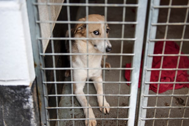 They Look Cute But Should We Rescue Romanias Street Dogs -