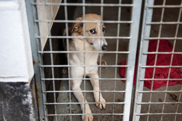 They Look Cute But Should We Rescue Romania S Street Dogs Global The Guardian