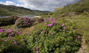 کود مناسب گیاه رودودندرون پانیکوم  را شرح دهید ؟ 4918 - کود مناسب گیاه رودودندرون پانیکوم  را شرح دهید ؟