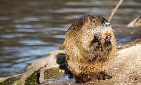 Cute Water Nature Animal Rodent Fauna Nutria