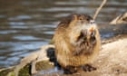 California officials encouraging residents to eat invasive rodents