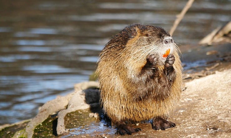 Rodent for dinner? California officials urge residents to eat invasive nutria Rodent for dinner? California officials urge residents to eat invasive nutria