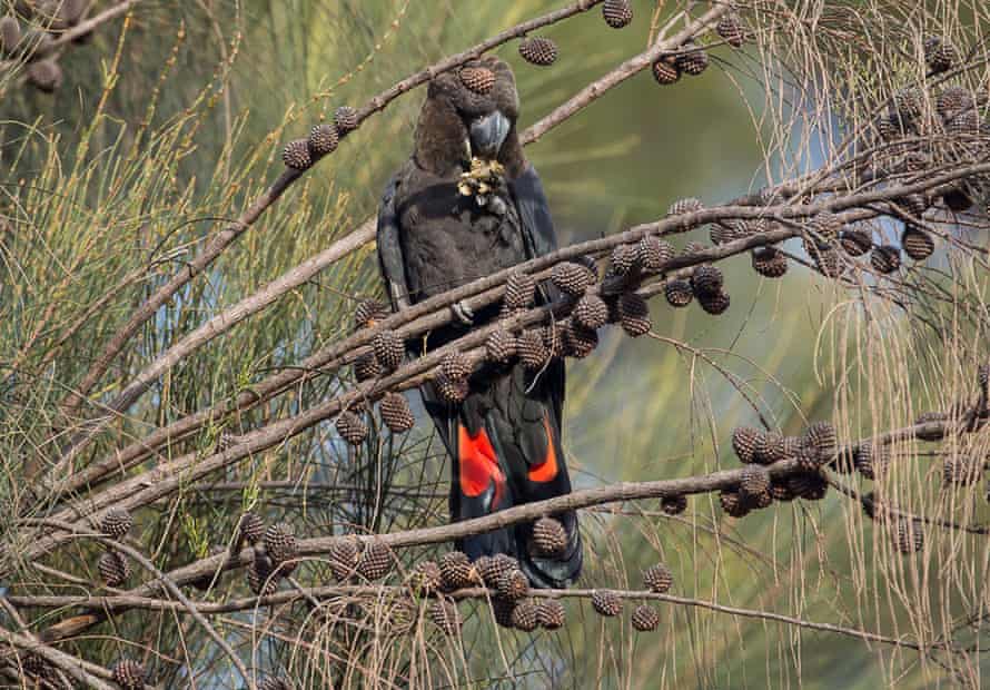 Kangaroo Island’s glossy black-cockatoo were endangered before the bushfires, and conservations fear extensive areas of its critical habitat has been burned.