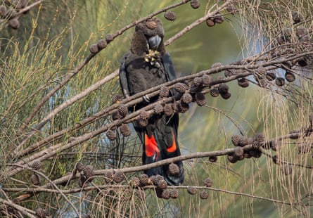 Kangaroo Island’s glossy black-cockatoo were endangered before the bushfires, and conservations fear extensive areas of its critical habitat has been burned.