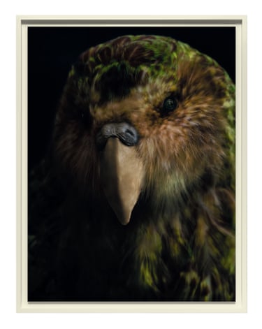 A framed kākāpō (night parrot)